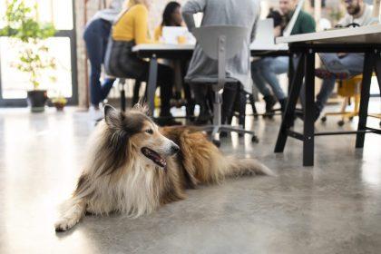 Veel werkgevers bereid honden toe te laten op werk: “Verdient aanmoediging”
