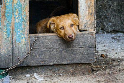 Vlaams Belang wil wat doen aan ‘kettinghonden’