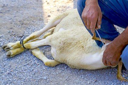 Groen licht voor verbod op onverdoofd slachten in Brussel
