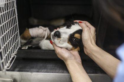 Vlaams Belang zet aanpak dierenleed op parlementaire agenda