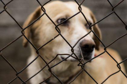 Eindelijk verhoging straffen dierenmishandeling: “Maar ook de pakkans moet groter”