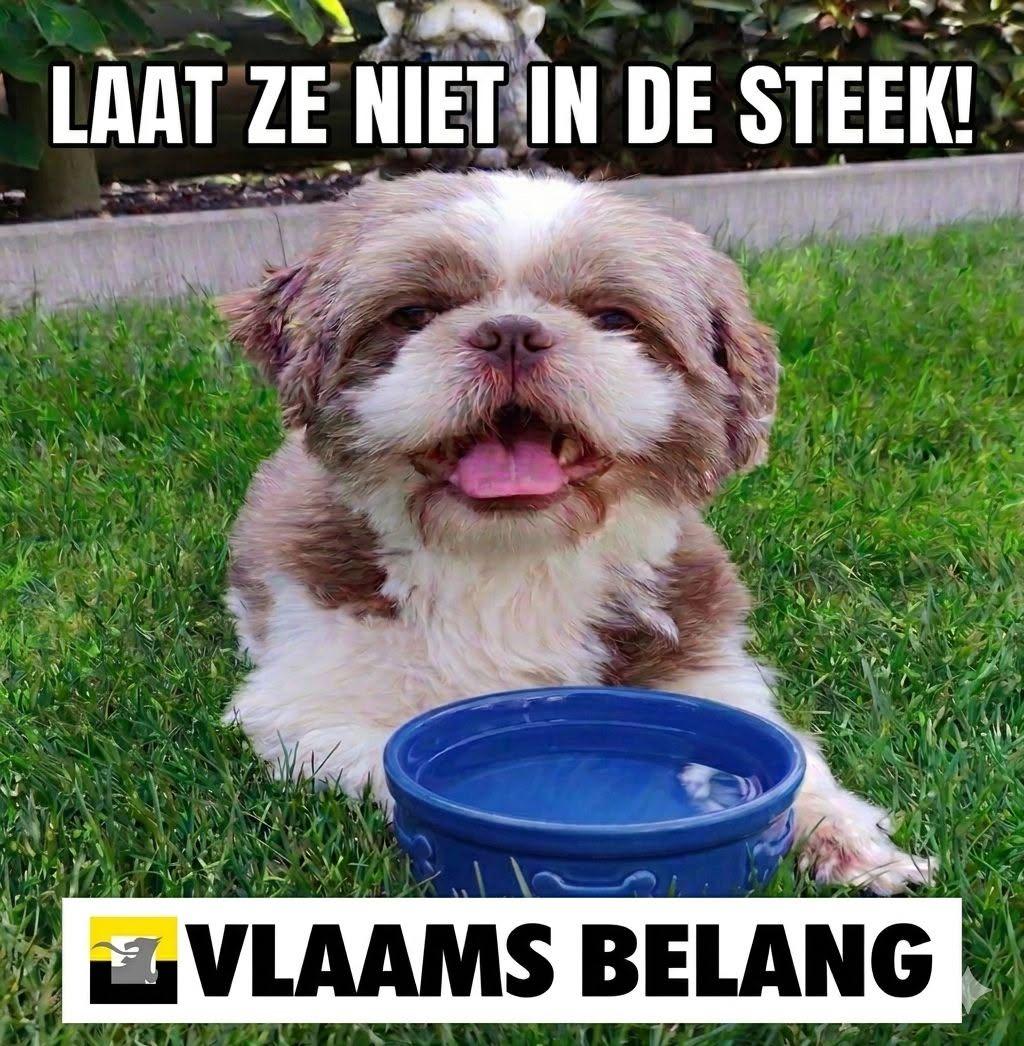 Vergeet jullie viervoeters niet bij deze warme temperaturen!