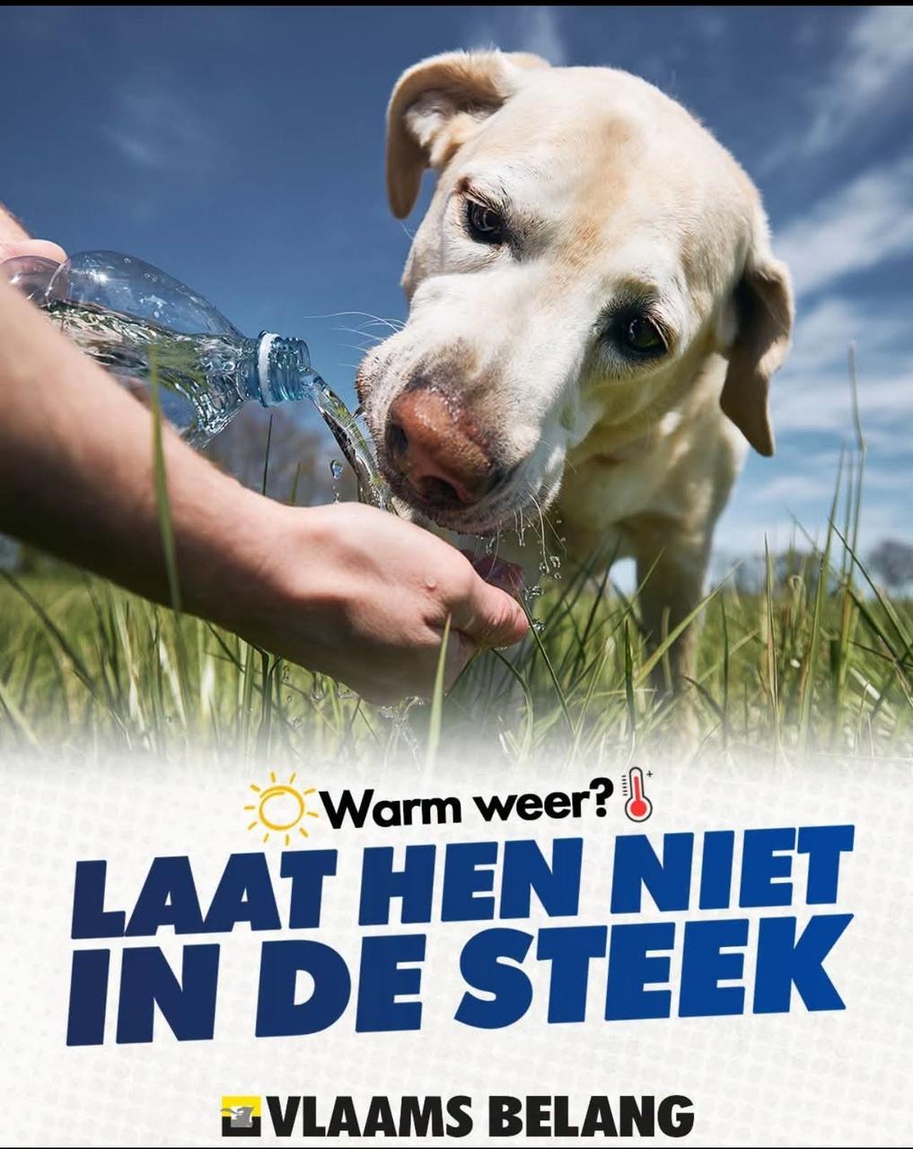 Vergeet onze trouwe viervoeter niet bij dit warm weer!