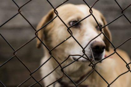 Noodnummer nodig tegen dierenmishandeling en -verwaarlozing