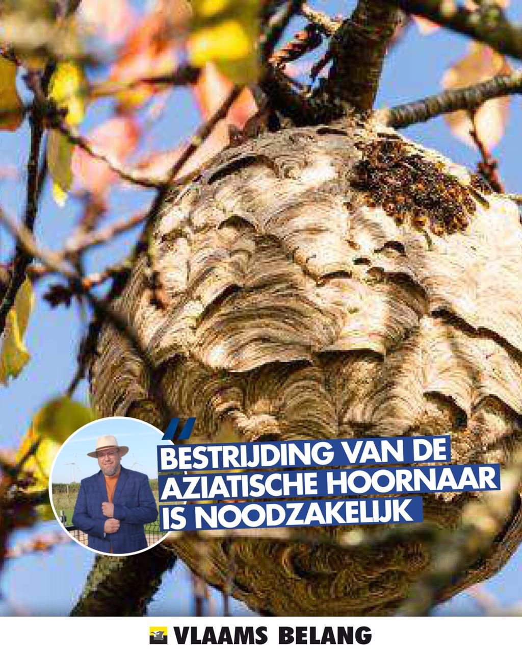 Bestrijding Aziatische hoornaar