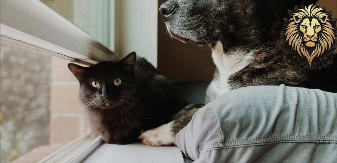 Als Vlaams Belang blijven wij ijveren voor het invoeren van een dierenpas.