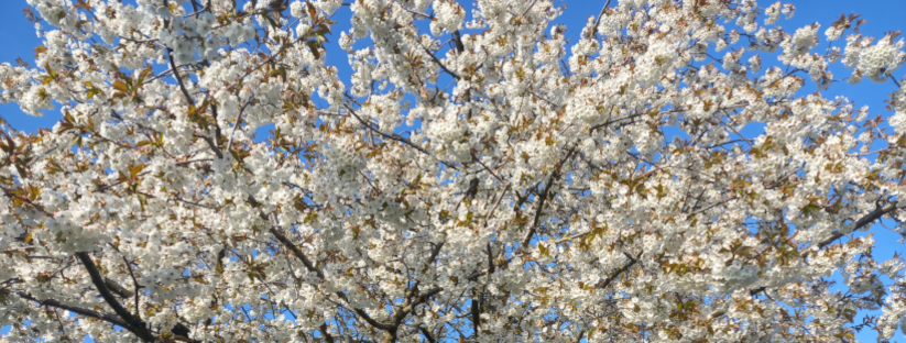 Botsing van suikerfeesten