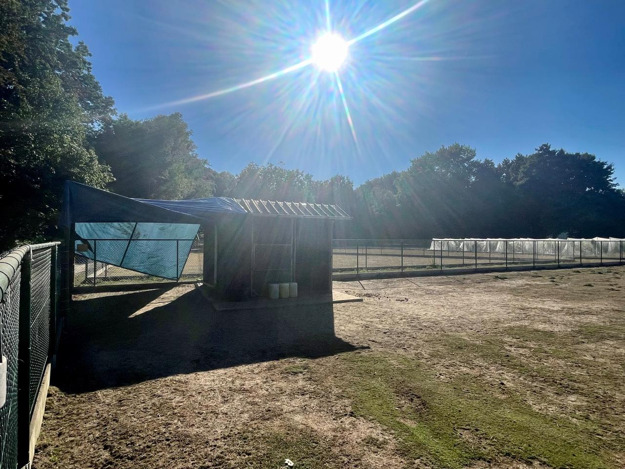 Schaduw voor ezels in het Bospark