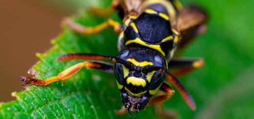 Vlaams Belang redt de bij, help je mee?
