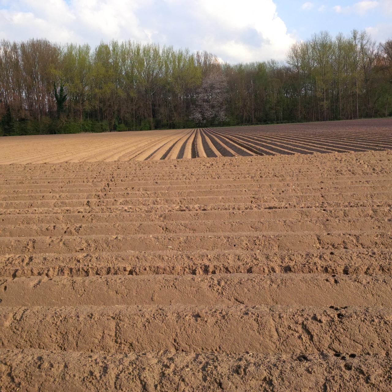 “Brusselse Groenen gaan ‘Polle Panch’ achterna: ze trakteren hun kiezers op eten”