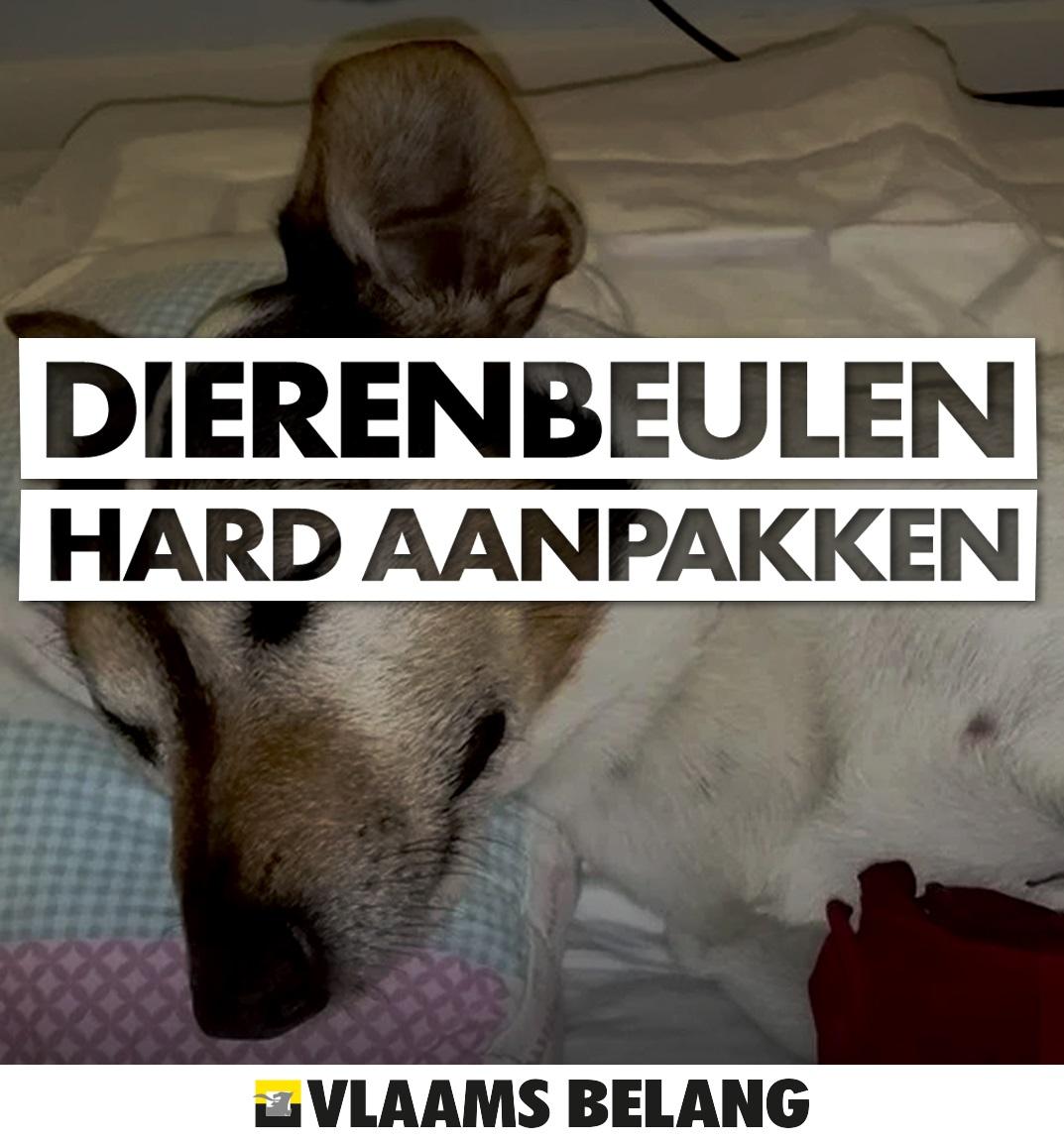 Stop dierenmishandeling!