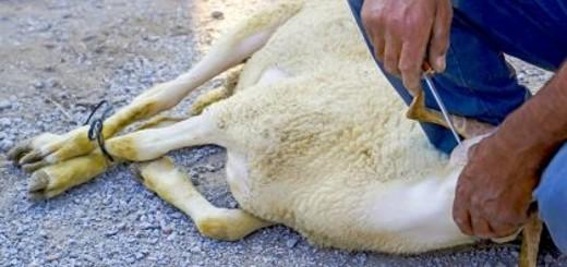 Groen licht voor verbod op onverdoofd slachten in Brussel 