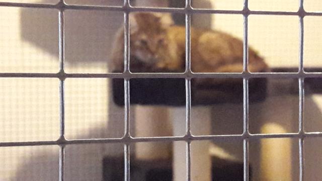 Extra agendapunt gemeenteraad:Terugbetaling aidstest voor katten aan Poezelo. 