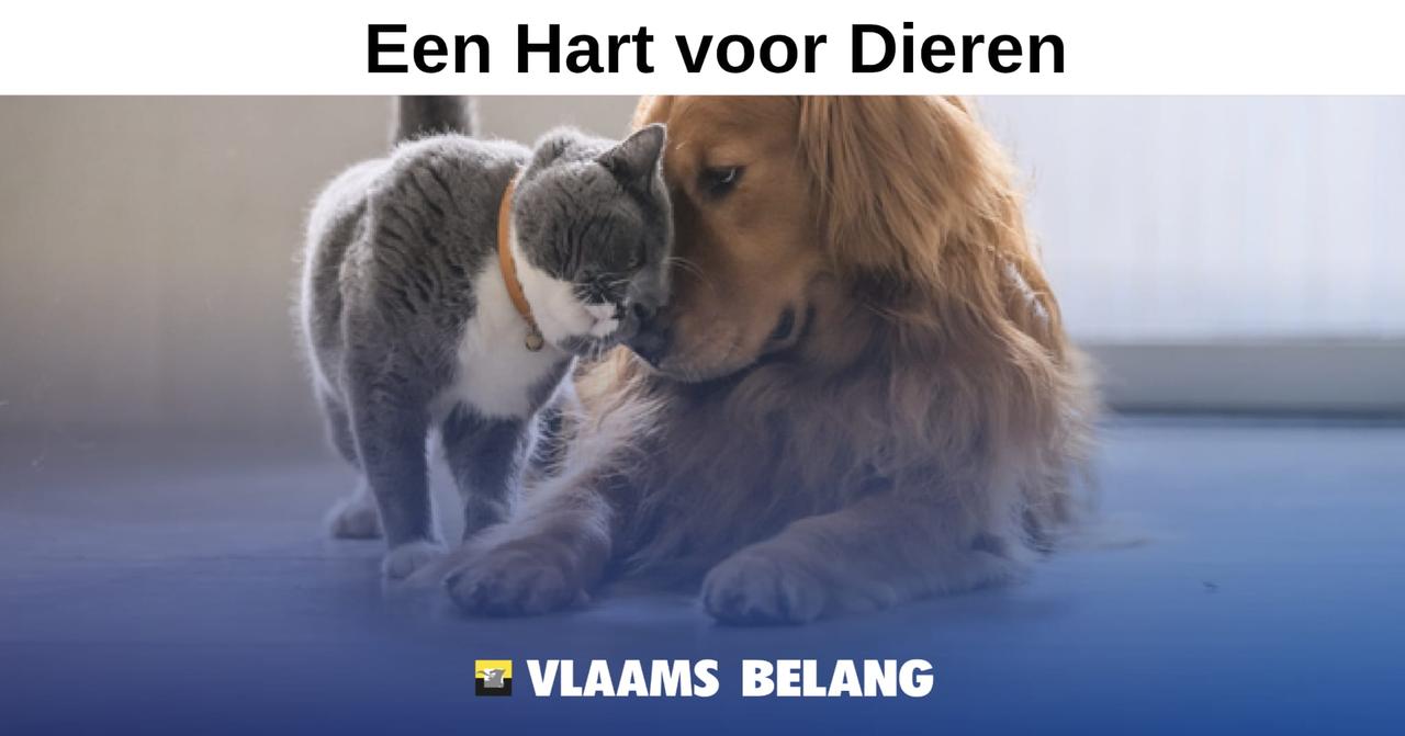 Vlaams Belang Zedelgem wil gratis huisdierenkaartje: “Kleine maatregel, groot verschil voor baasjes én dieren”