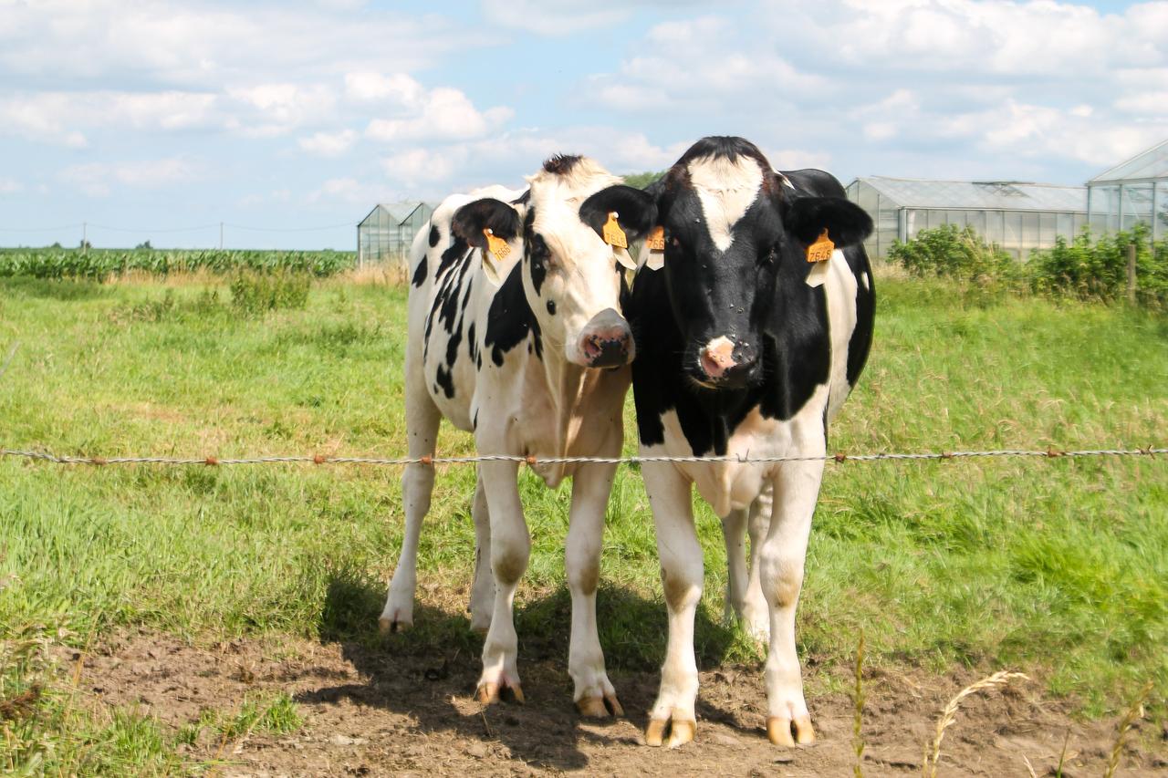 Speerpunt 3 : Meer ondersteuning en erkenning van onze Vlaamse Boeren en agrarische sector