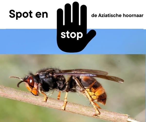 stop de hoornaar