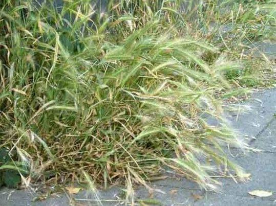 Informatieve vraag aangaande honden loopzones.