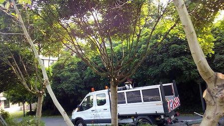 Informatieve vraag "Snoeien."