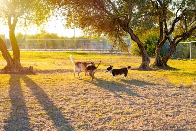 Een hart voor dieren