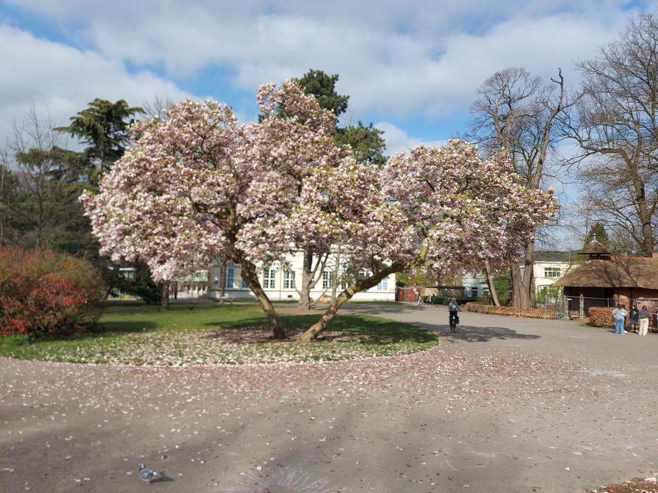 Vlaggenactie 11 juli