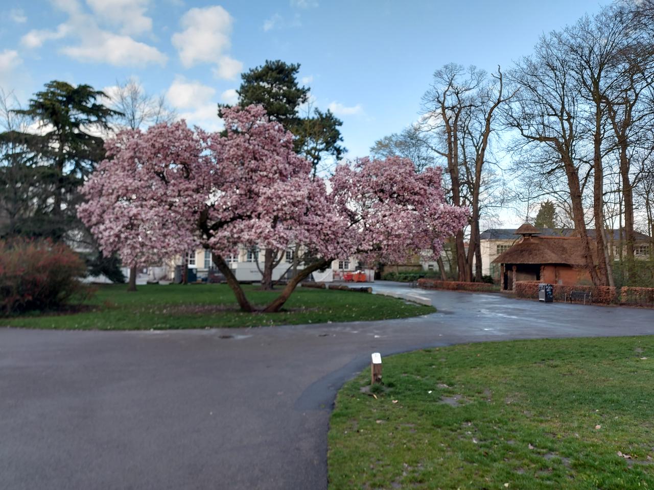 Magnolia Te Boelaerpark