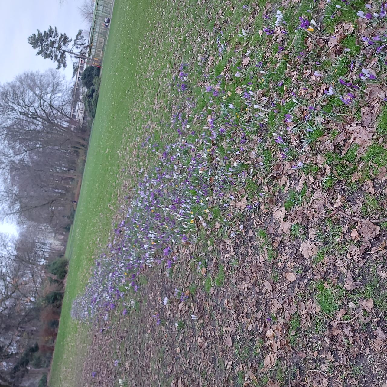 Krokussen in het Te Boelaerpark