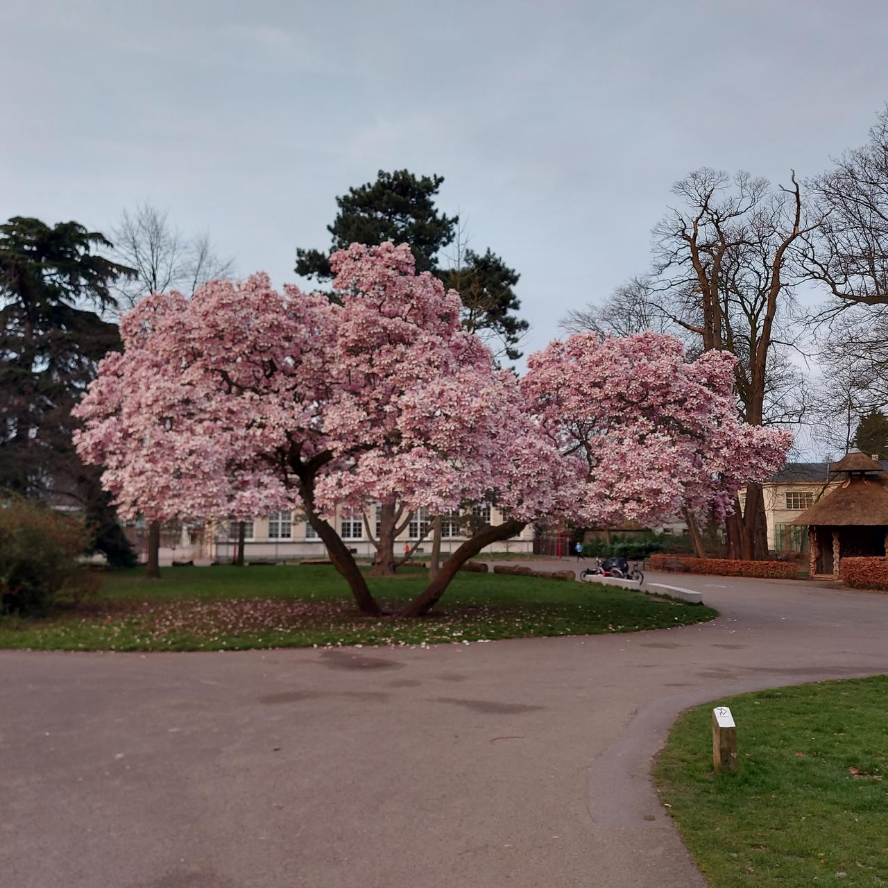 Magnolia in het Te Boelaerpark weer in bloei