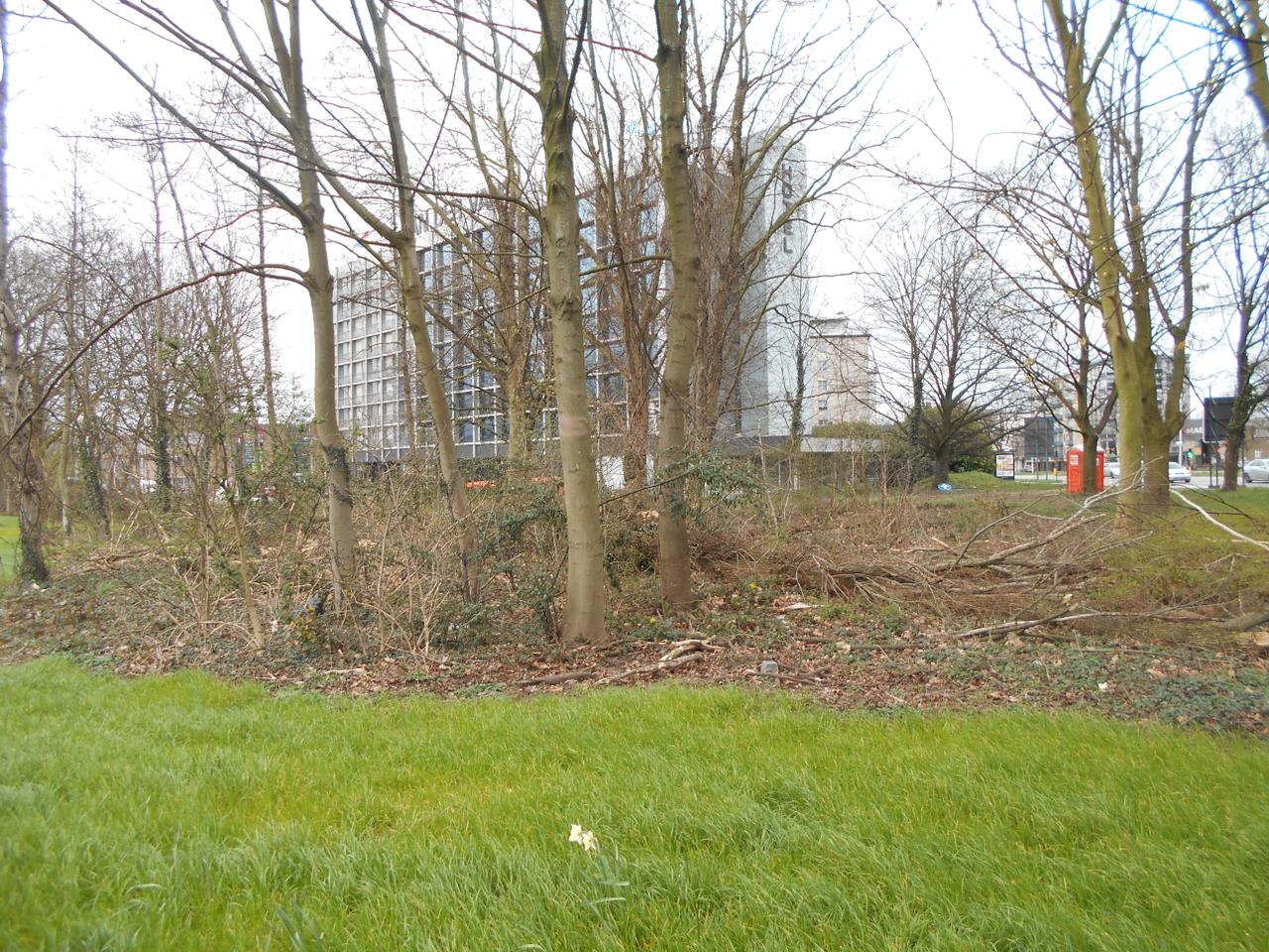 Kerstbomen recupereren