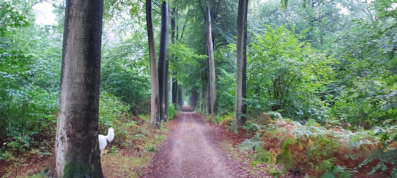 Bescherm onze koopkracht! - van ons Vlaams parlementslid Dries Devillé 