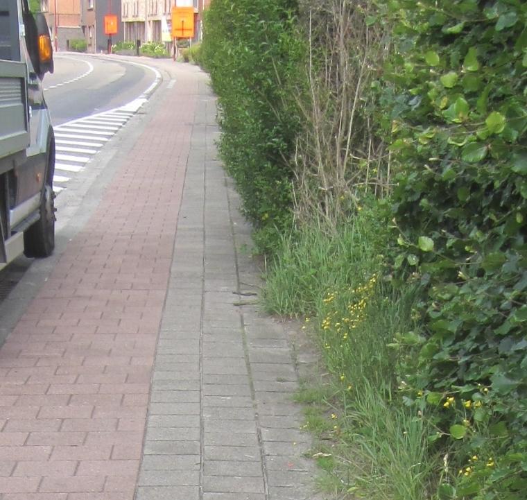 Snoei ook jij je hinderende hagen?