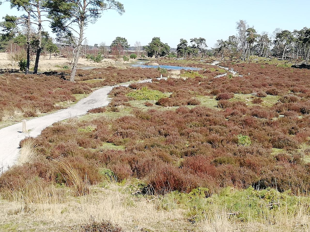 Nationaal Park Kalmthoutse Heide.