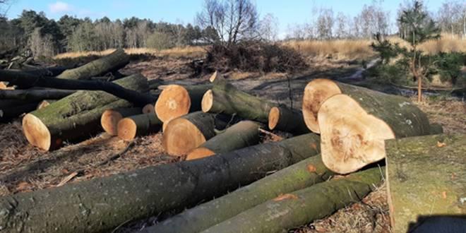 Bosbeheer door het ANB in 'Franse Heide' en 'Beltenbos'