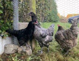 Persmededeling: VB tevreden met beslissing stadsbestuur over volkstuintjes