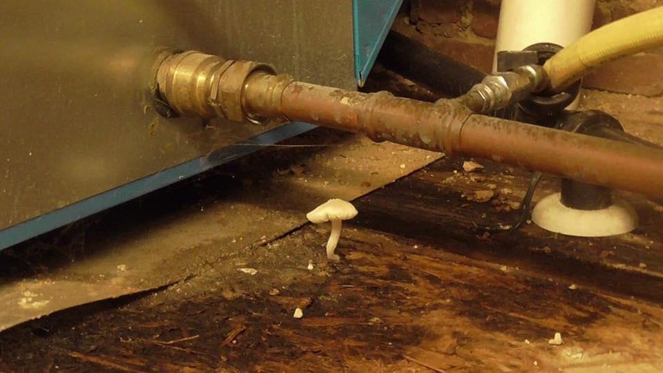 De champignonkwekerij mag dicht