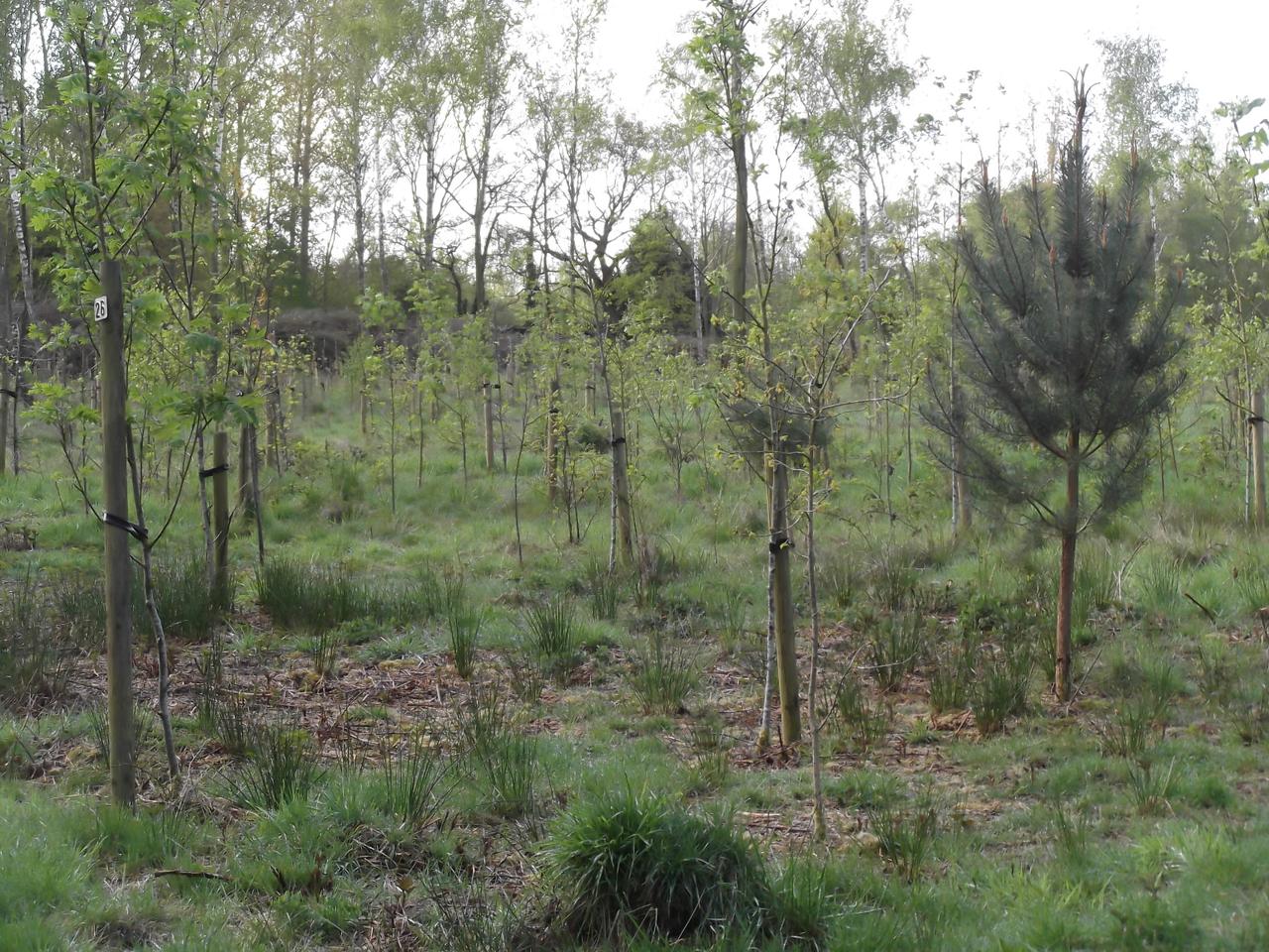 Illegale boomplantactie: een na te volgen voorbeeld?