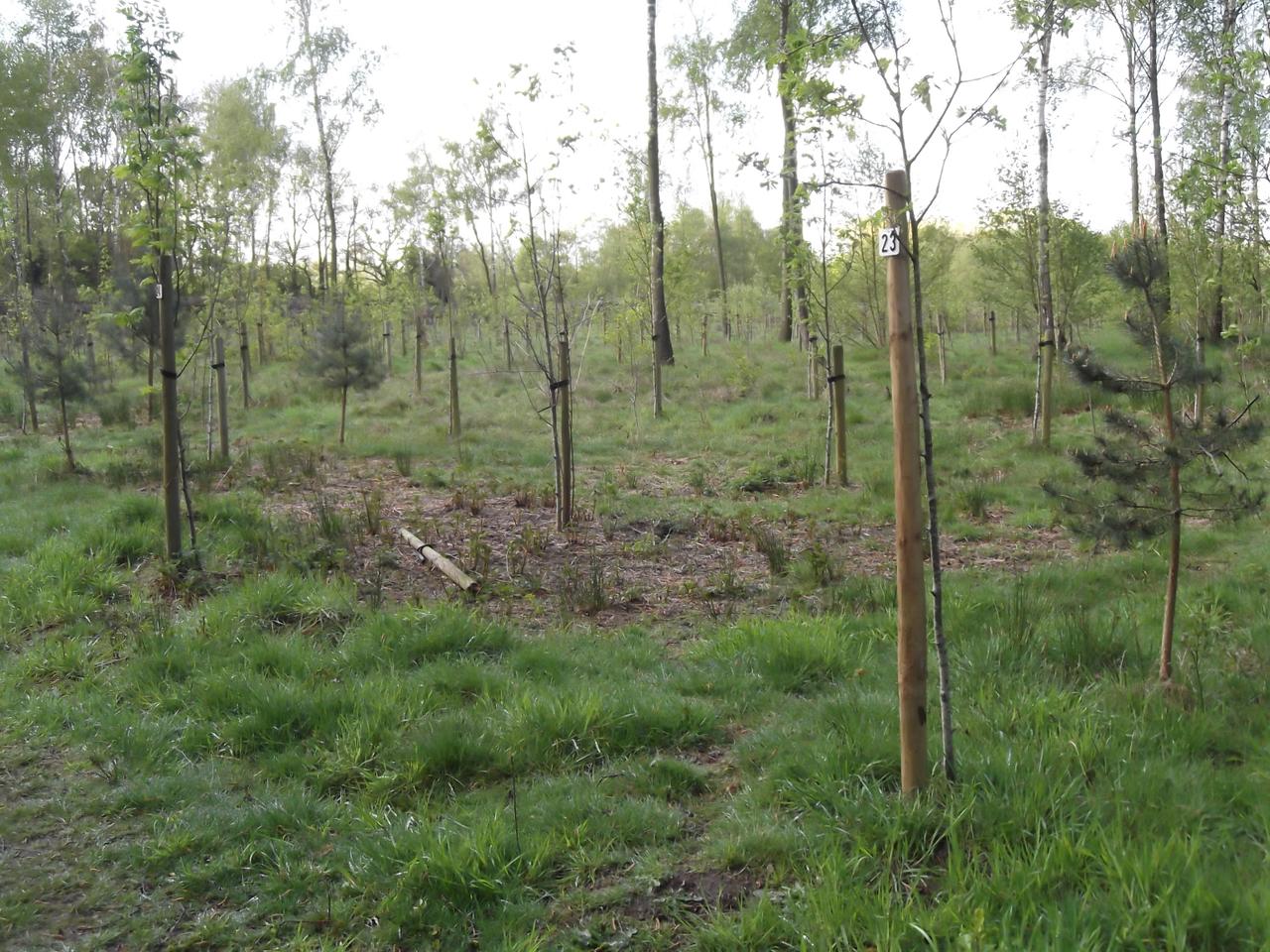 Een bos voor Breendonk