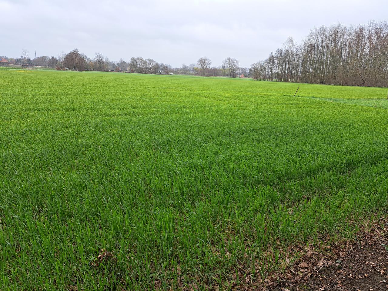 Hoe Tjeef kan het worden ?